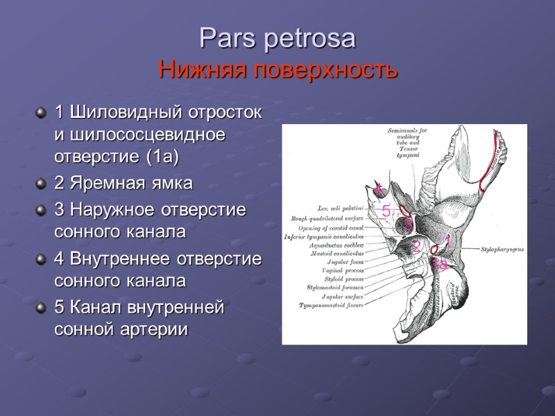 Pars petrosa  Нижняя поверхность 1 Шиловидный отросток и шилососцевидное отверстие (1а) 2 Яремная